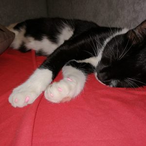 capace unghii moi pisici