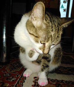 îngrijirea-dinților-la-pisici