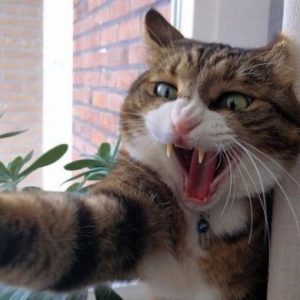 pisica ta zgarie rau