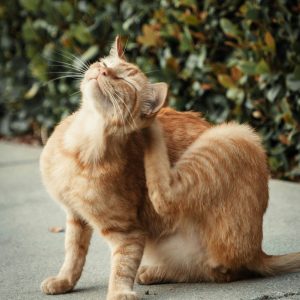 boala-zgârieturii-de-pisică