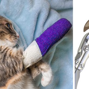 declawing la pisică - cruzime împotriva animalului