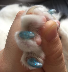 cum-să-tai-ghearele-pisicii