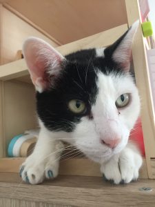 gheare moi pentru pisici