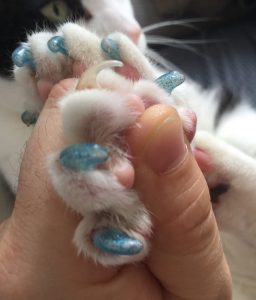 mituri-despre-gheruțele-din-silicon-pentru-pisică