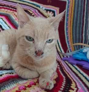 simptome-de-boală-la-pisici