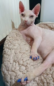 îngrijirea-pisicii-Sphynx