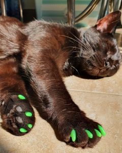 protecție gheare pisici