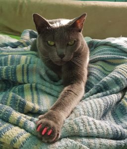 unghiile-false-pentru-pisici