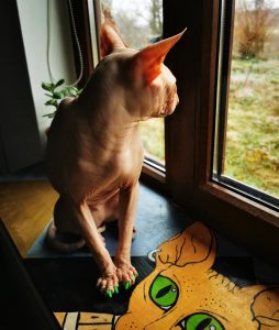 căpăcele-din-silicon-pentru-pisică