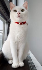 suporturi-gheare-pisică