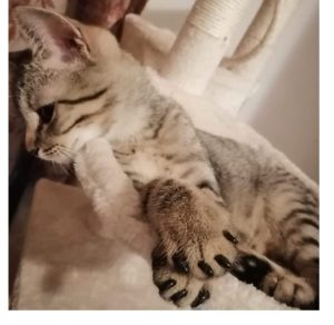 mituri-despre-gheruțele-din-silicon-pentru-pisică