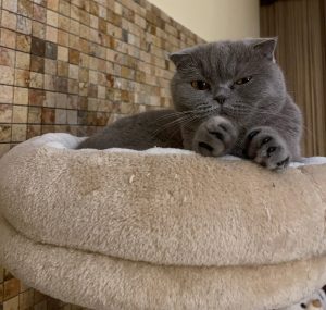 unghiile-false-pentru-pisici