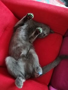 ungiile-false-pentru-pisici