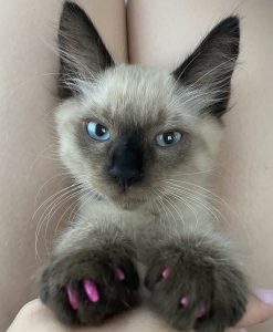 îngrijirea-blănii-pisicii