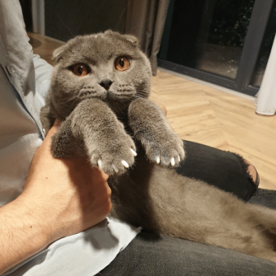 Protecții din silicon pentru ghearele pisicilor