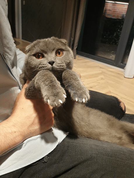 Protecții din silicon pentru ghearele pisicilor