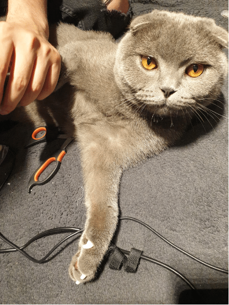 probleme-comune-de-sănătate-la-pisici