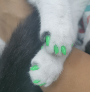 îngrijirea ghearelor la pisici