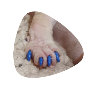 lăbuțe cu gheruțe