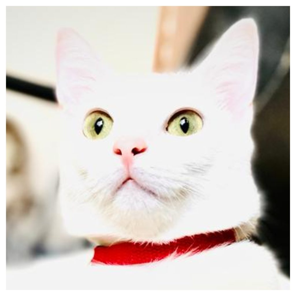 îngrijirea-ochilor-pisici