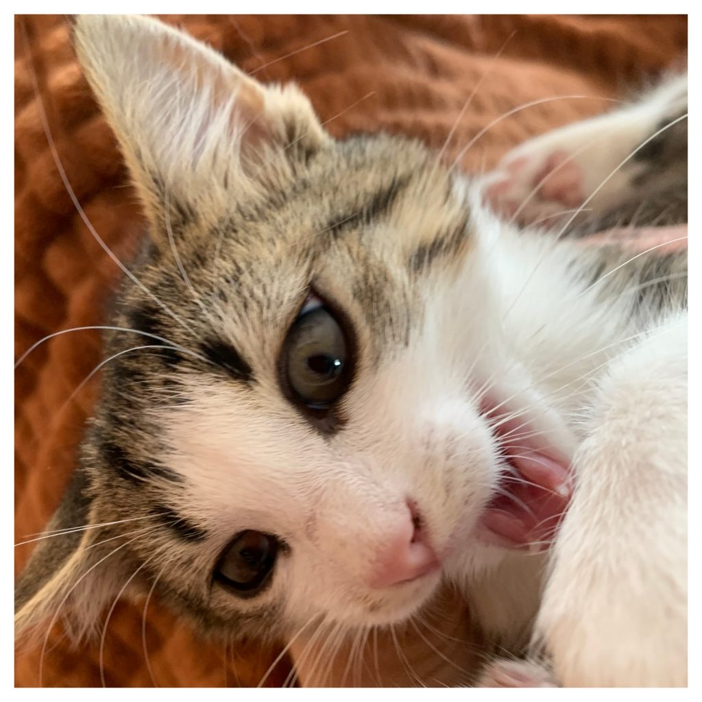 îngrijirea dnților la pisici