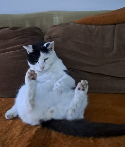 Dagă-Dagoțe-pisică-bătrână