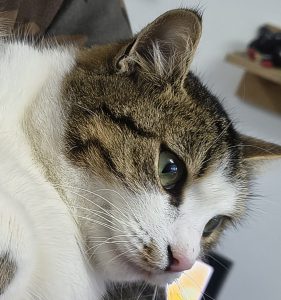 îngrijirea-urechilor-pisicii