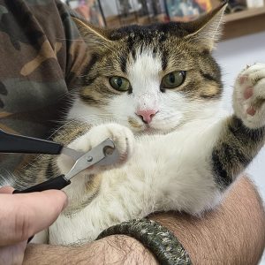 trăierea unghiuțelor la pisici fără stres