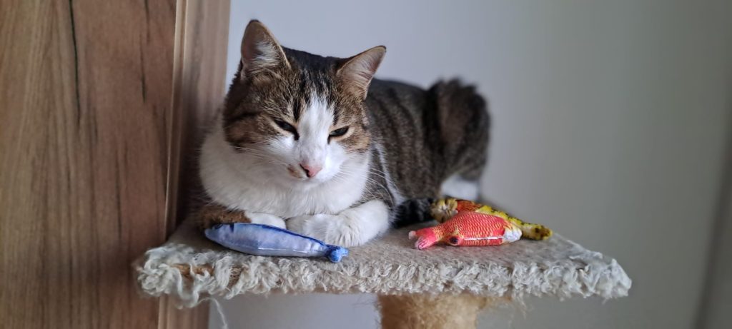 produse-de-îngrijire-pentru-pisici