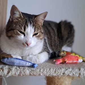 produse-de-îngrijire-pentru-pisici