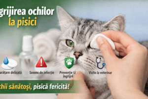 îngrijirea-ochilor-la-pisici 