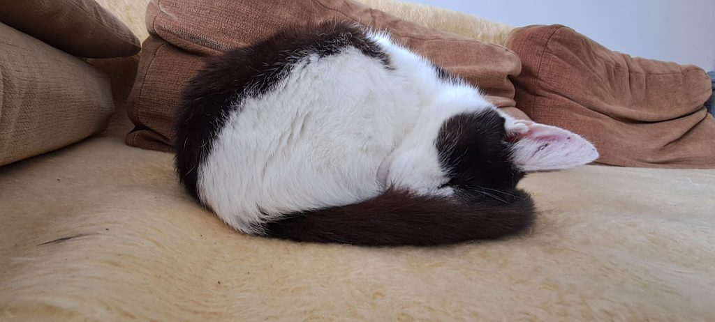 Dagă-Dagoțe-pisică-bătrână