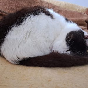 Dagă-Dagoțe-pisică-bătrână