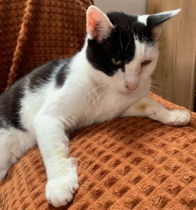 îngrijirea-pisicii-bătrâne