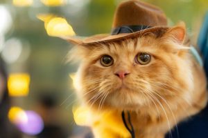 îngrijirea-pisicii-iarna