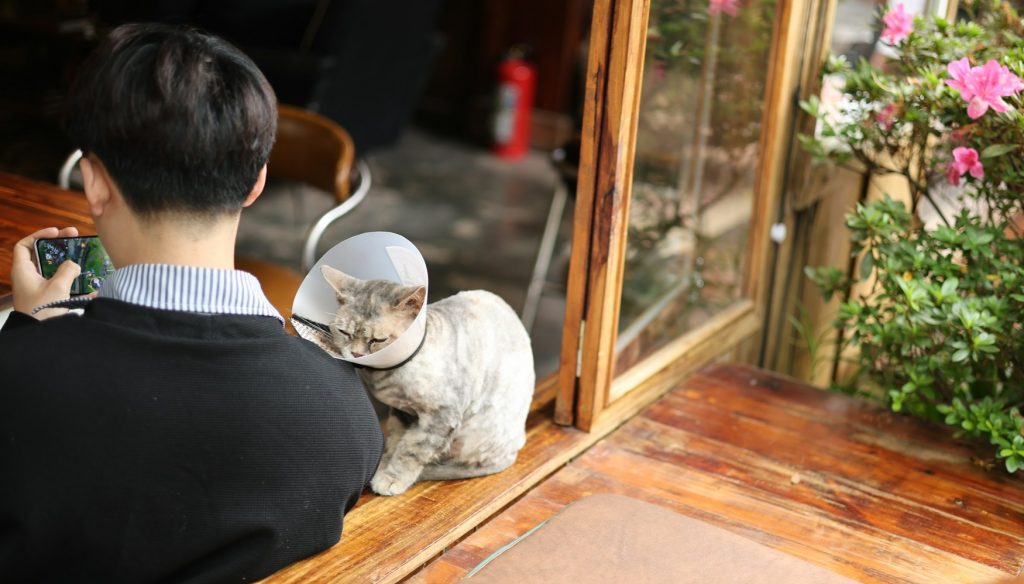 simptome de boli la pisici