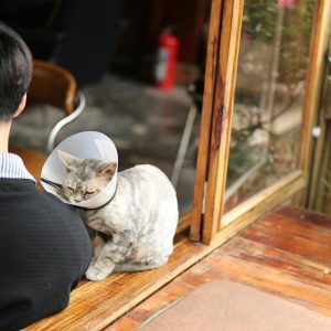 simptome de boli la pisici