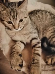 cum-să-oprești-pisica-să-zgârie-canapeaua 