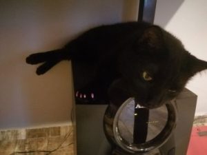cele mai bune jucarii pentru pisici de apartament